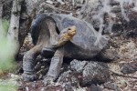 OUP Blog on Giant Galapagos Tortoises